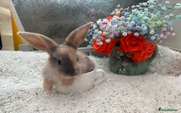 Continental Giant rabbits for sale: Continental Giant baby Rabbits harlequin yellow  - Image 1