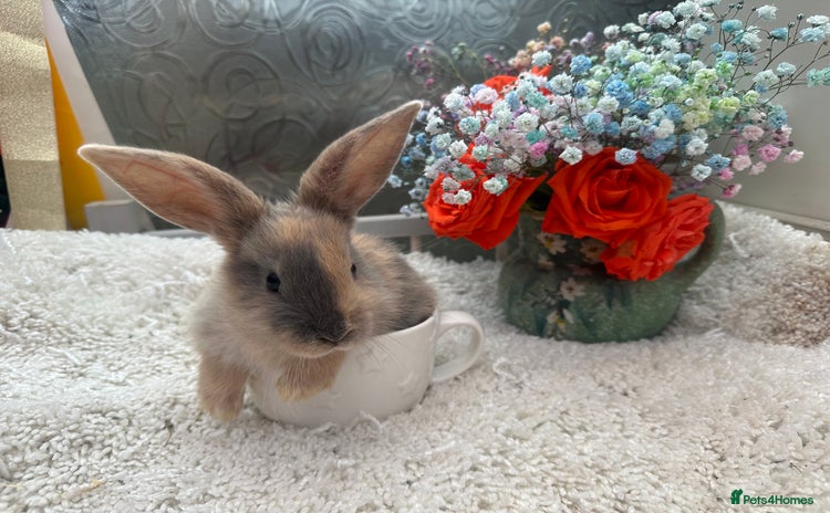 Continental Giant rabbits - Advert 1