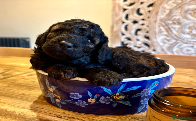 Cockapoo dogs - Advert 3