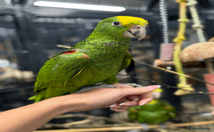 Parrots birds - Advert 1
