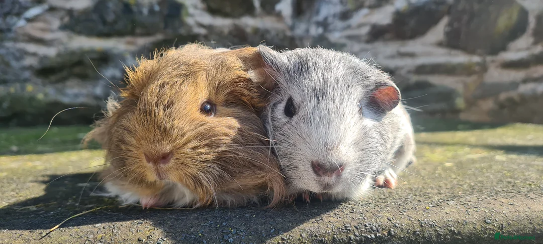 Guinea Pig rodents for sale: Female guinea pigs. in Totnes - Advert 1