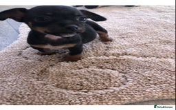 Jack Russell dogs for sale: Jack Russell  - Image 3