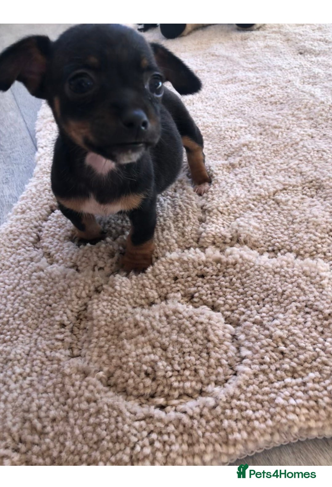 Jack Russell dogs for sale: Jack Russell  - Image 3
