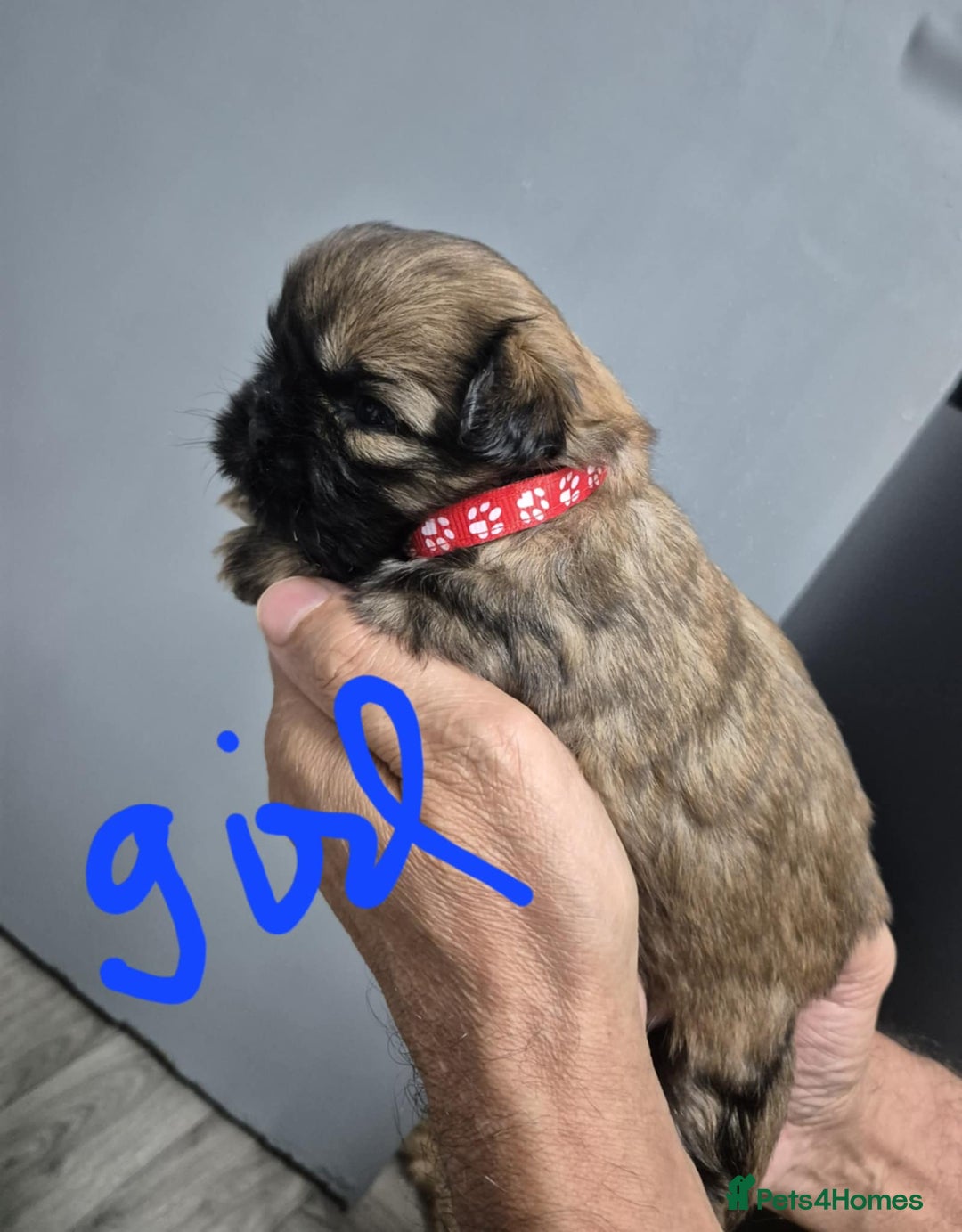 Shih Tzu dogs for sale: 8 ShihTzu Puppies for new homes - Advert 10