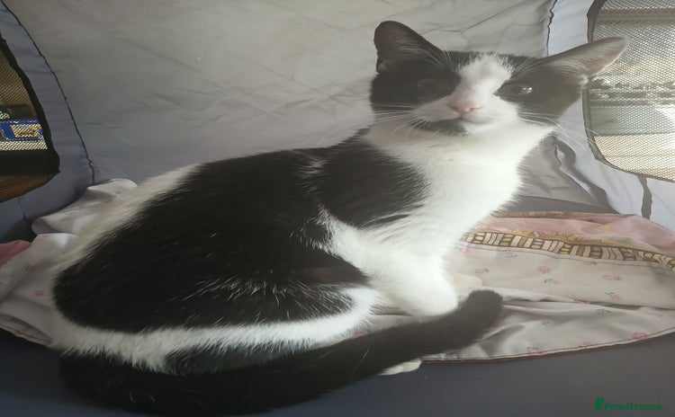 Mixed Breed cats - Advert 15