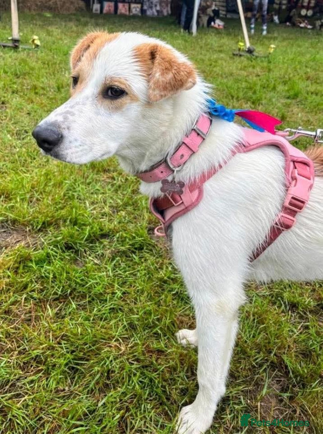 Mixed Breed dogs for adoption: Meet Nancy, currently residing in Hertfordshire  - Image 3