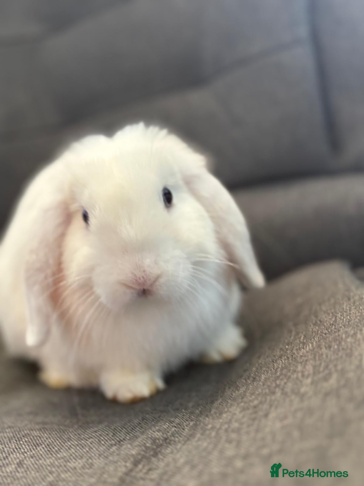 Mini Lop rabbits Stunning white mini lop buck ready now  - Advert 18