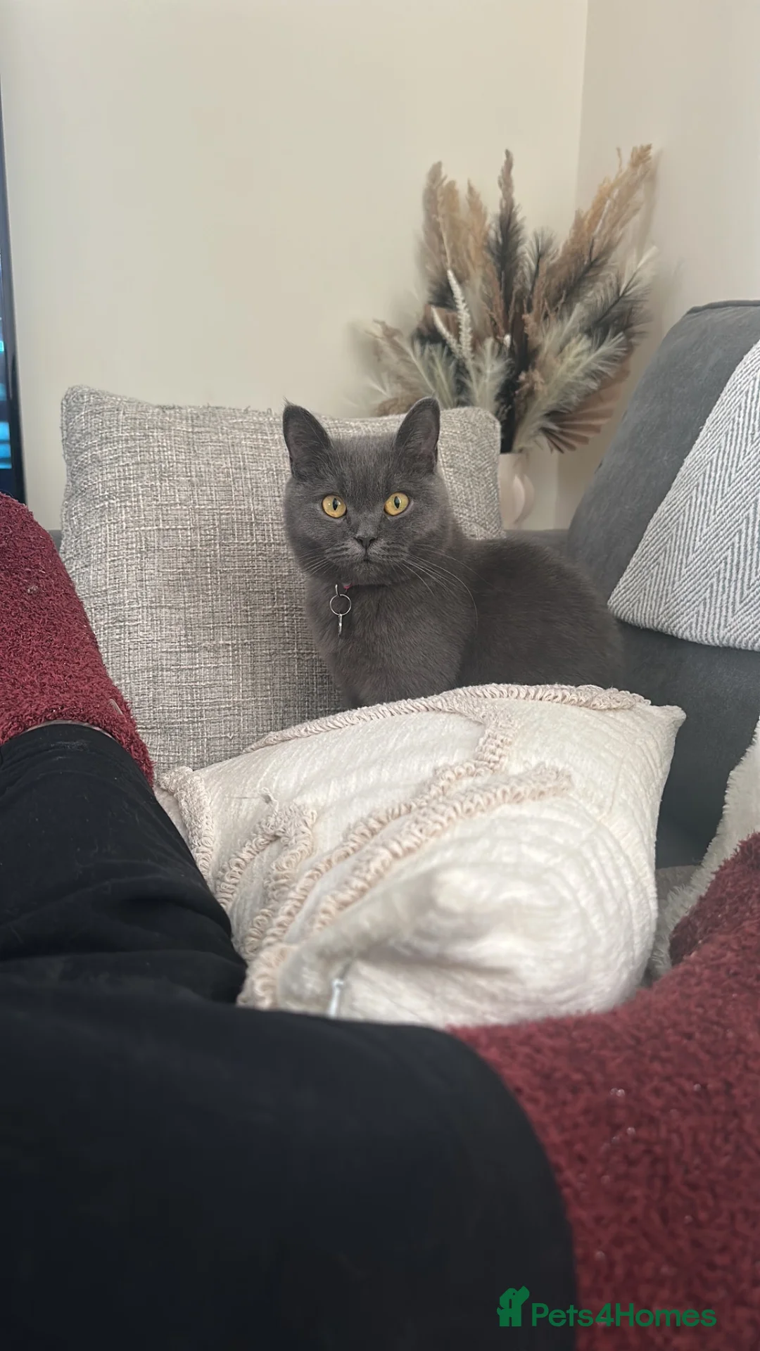 British Shorthair cats for sale: Mila 2yr old British blue shorthair  - Advert 2