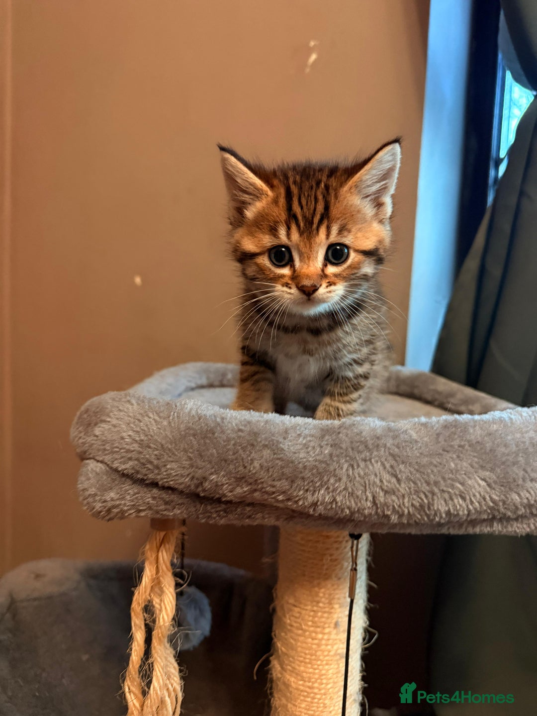 Mixed Breed cats for sale: Beautiful Ragdoll Bengal Cross Kittens - Advert 30