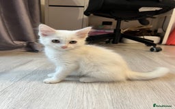 Turkish Angora cats for sale: cute white kittens - Image 9