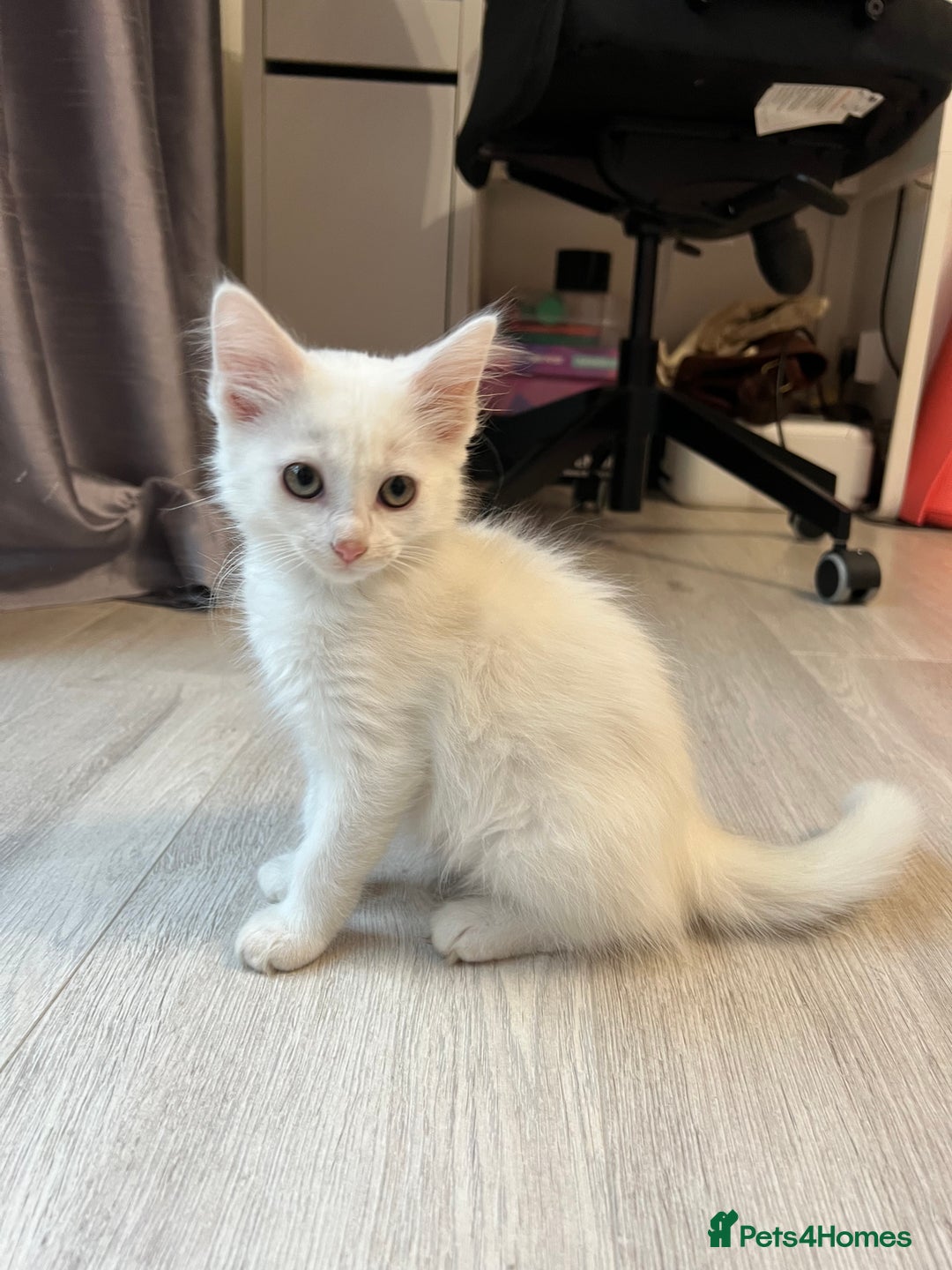 Turkish Angora cats for sale: cute white kittens - Image 9