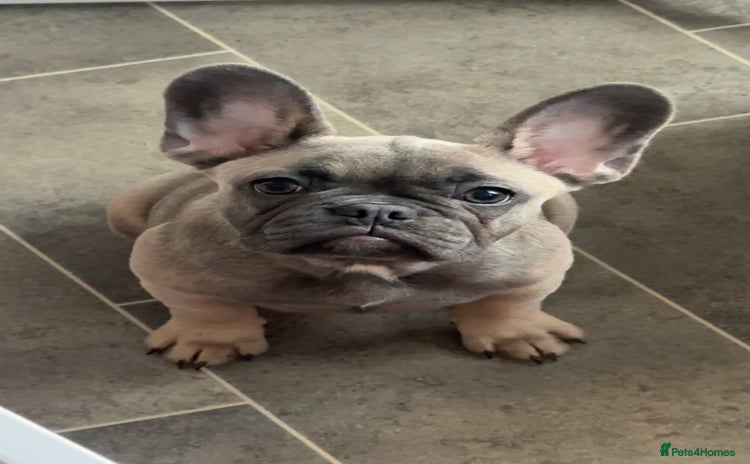 French Bulldog dogs - Advert 7