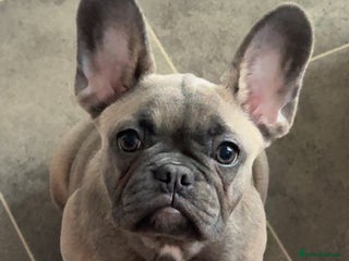 French Bulldog dogs - Advert 4