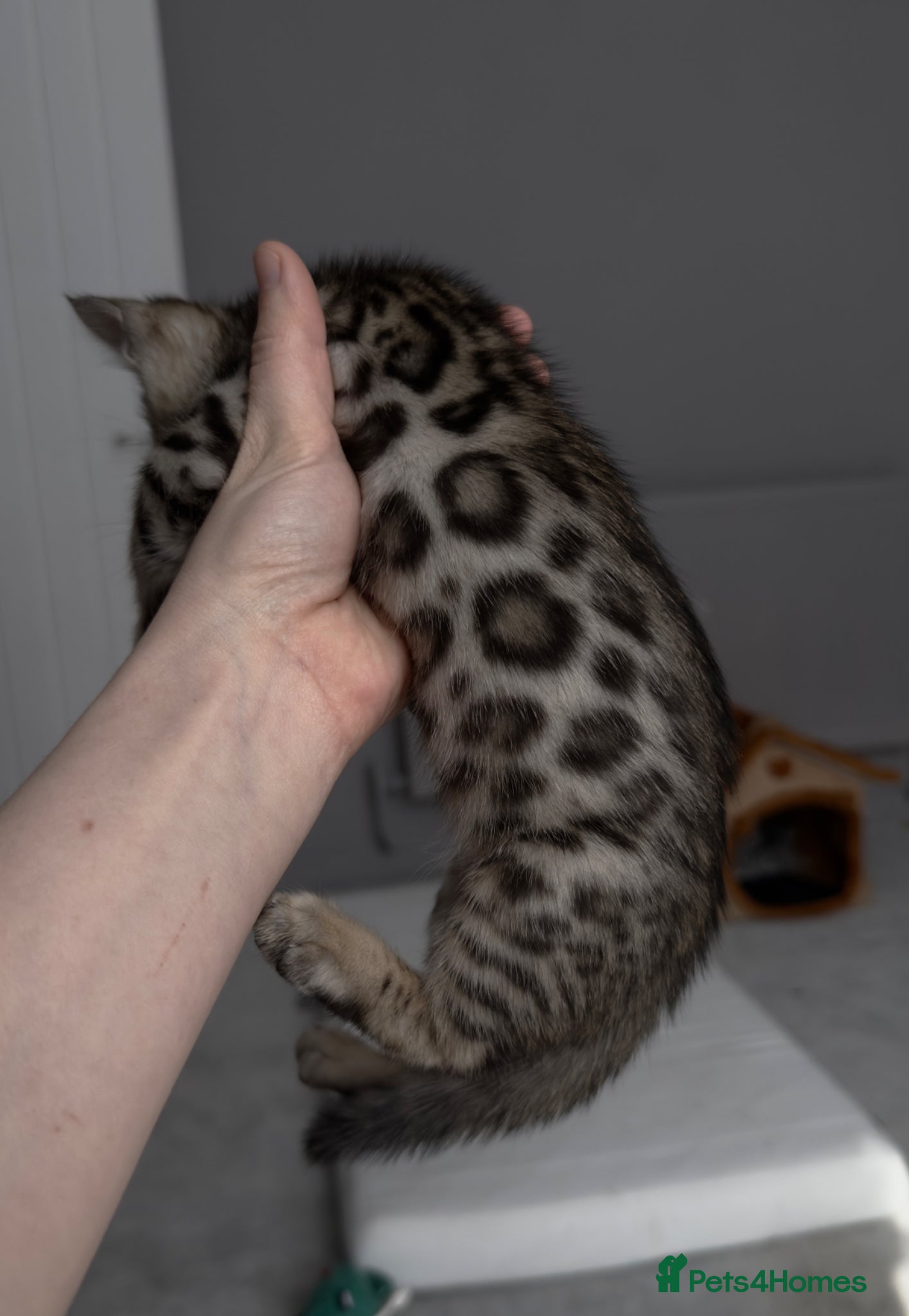 Bengal cats two Bengal kittens - Advert 6