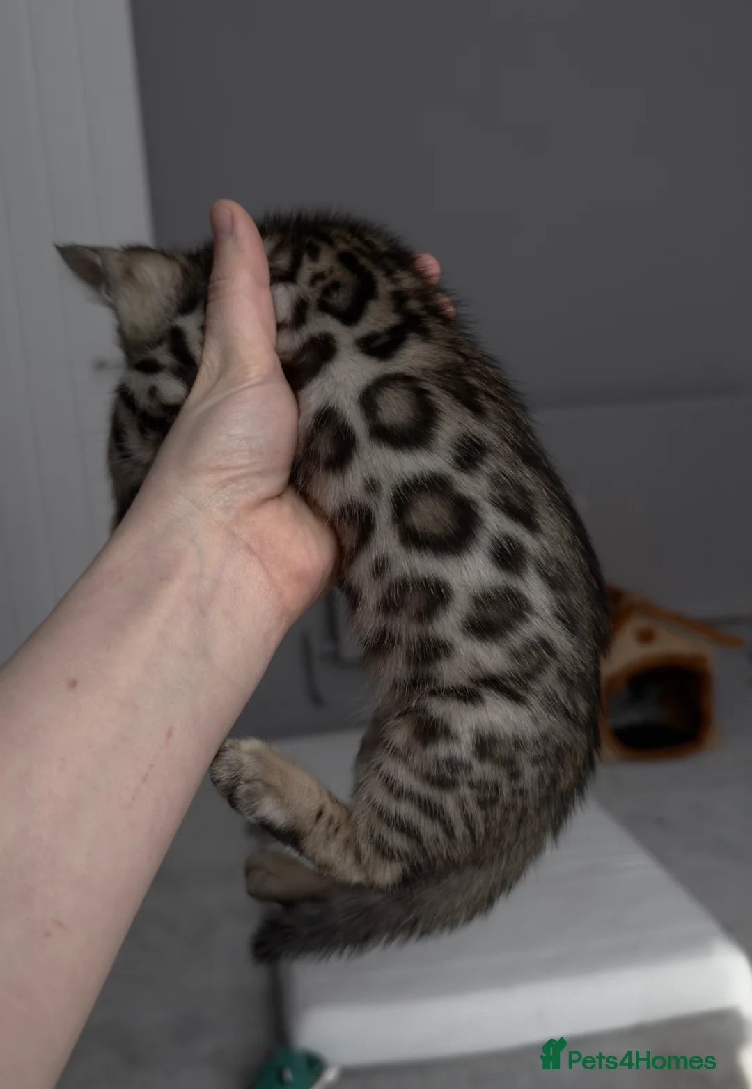 Bengal cats for sale: two Bengal kittens - Advert 1