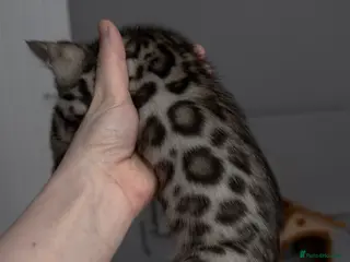 Bengal cats two Bengal kittens - Advert 17