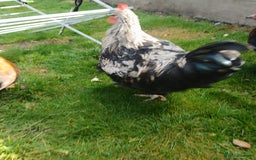 Chickens poultry for sale: Beautiful and Docile Orpington Rooster for Sale - Image 5