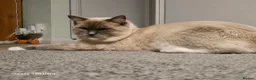 Ragdoll cats for sale: Miffy - Advert 4