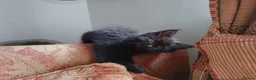 Mixed Breed cats for sale: Beautiful female kitten  - Advert 7