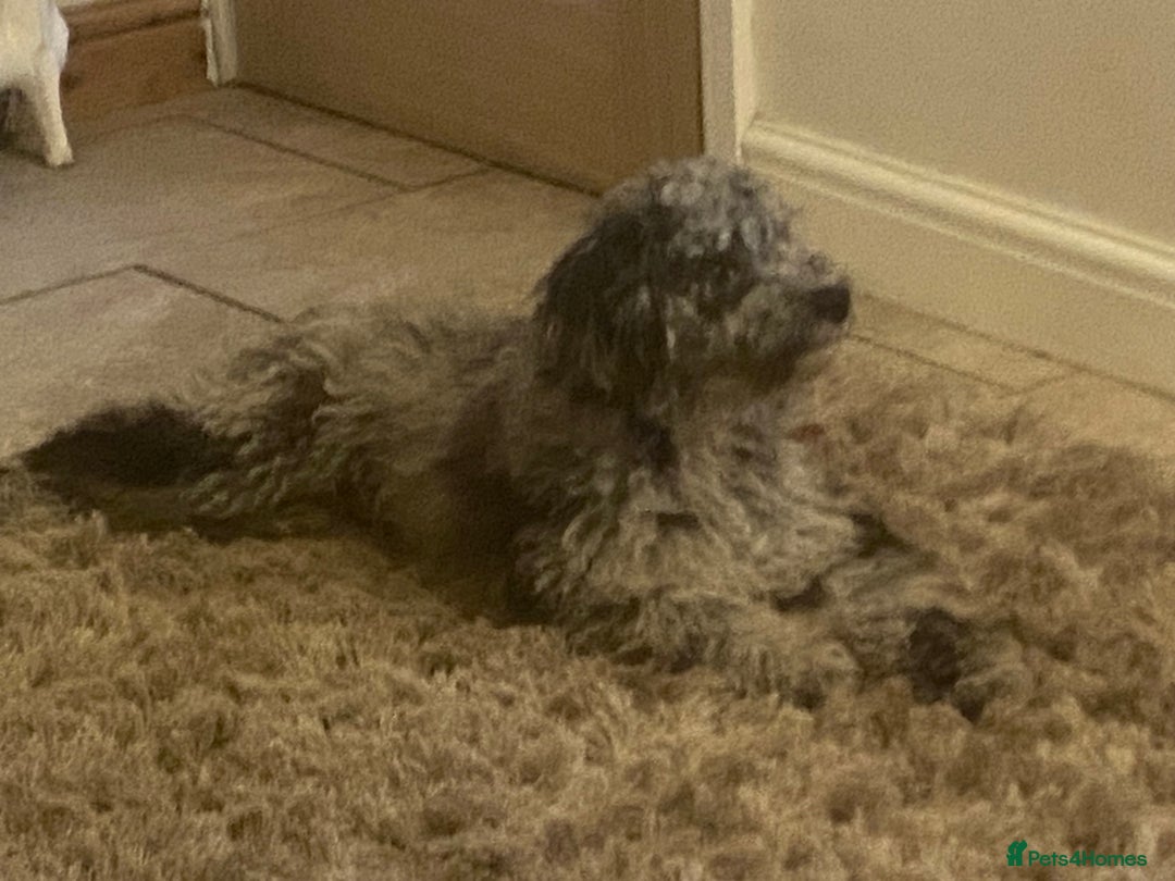 Cockapoo dogs for sale: F2 Cockapoo - Image 8