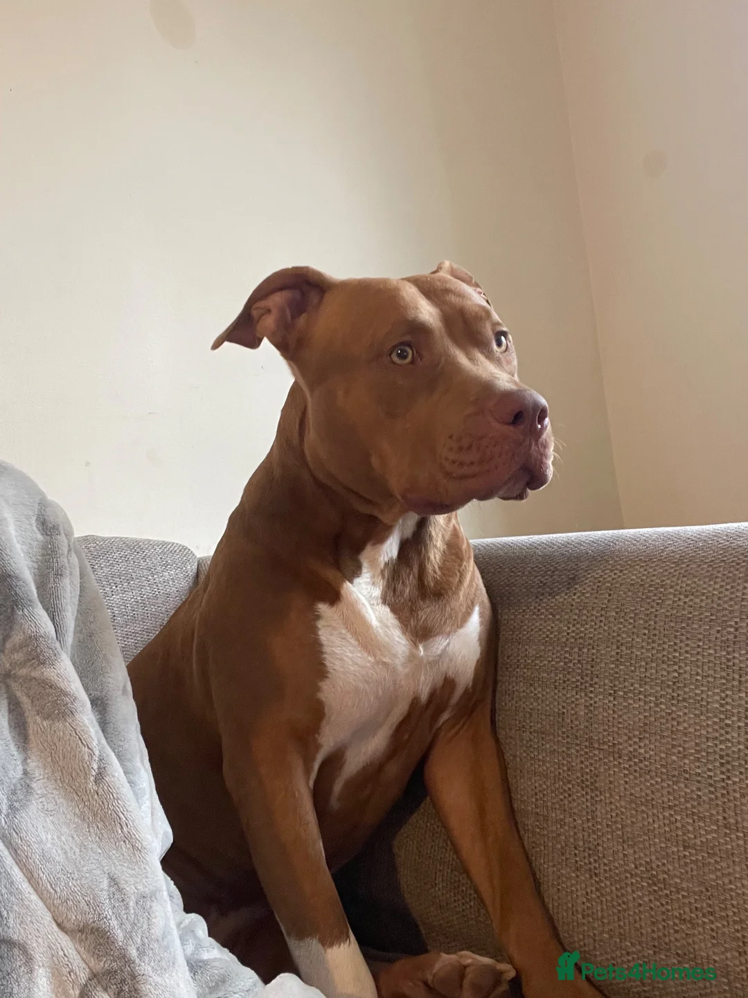 Staffordshire Bull Terrier dogs for sale: Brown and white Staff in Bracknell - Advert 1