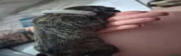 Mixed Breed dogs for sale: Boerso Babies  - Advert 13