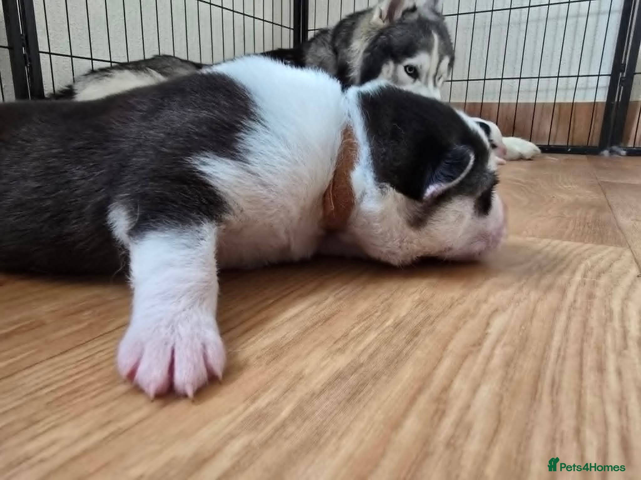 Siberian Husky dogs SIBERIAN HUSKY PUPS, 4 GIRLS, 1 BOY  - Advert 2