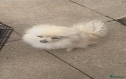 Pomeranian dogs for sale: Pearly  - Image 3