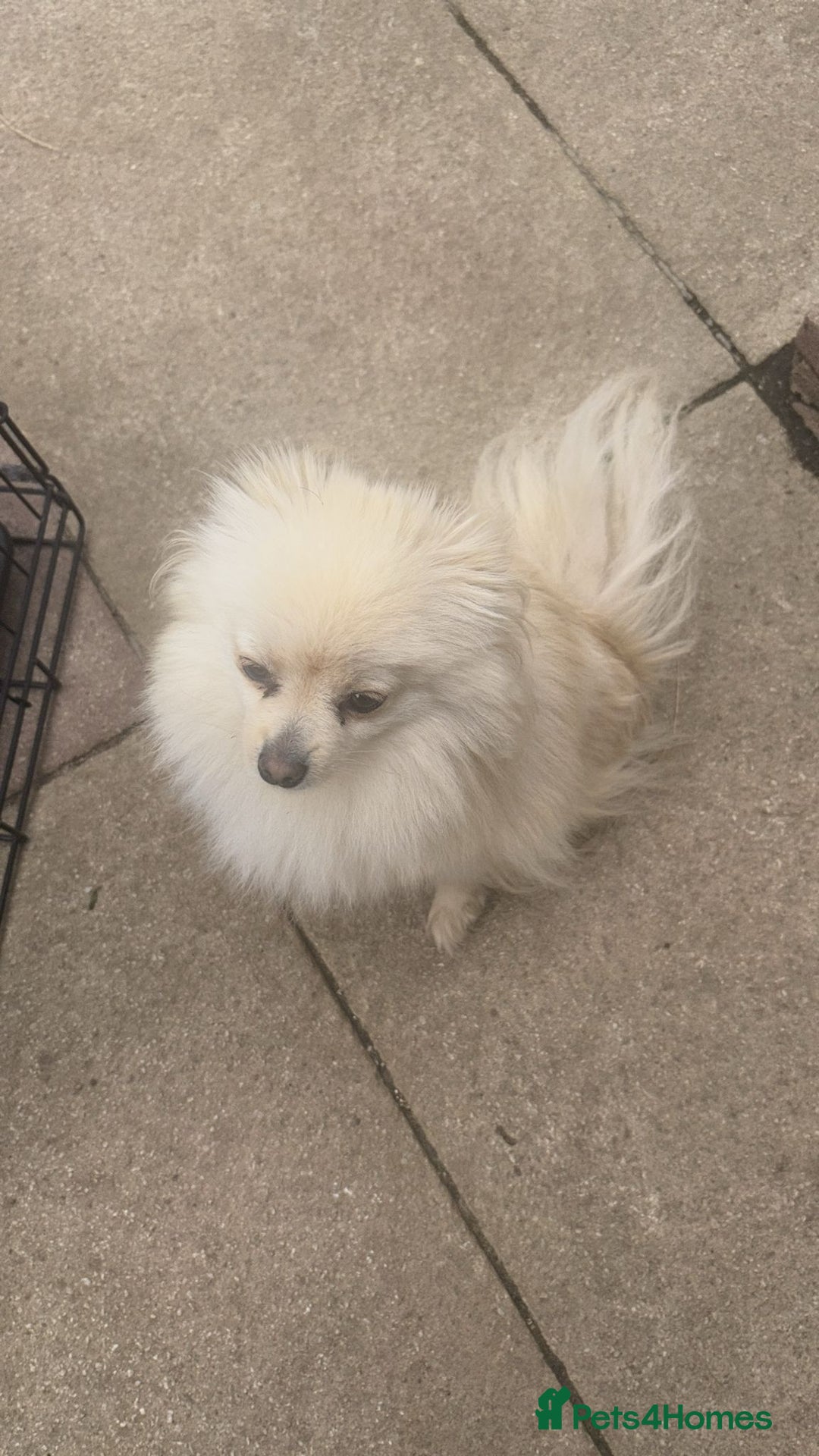 Pomeranian dogs for sale: Pearly  - Image 3
