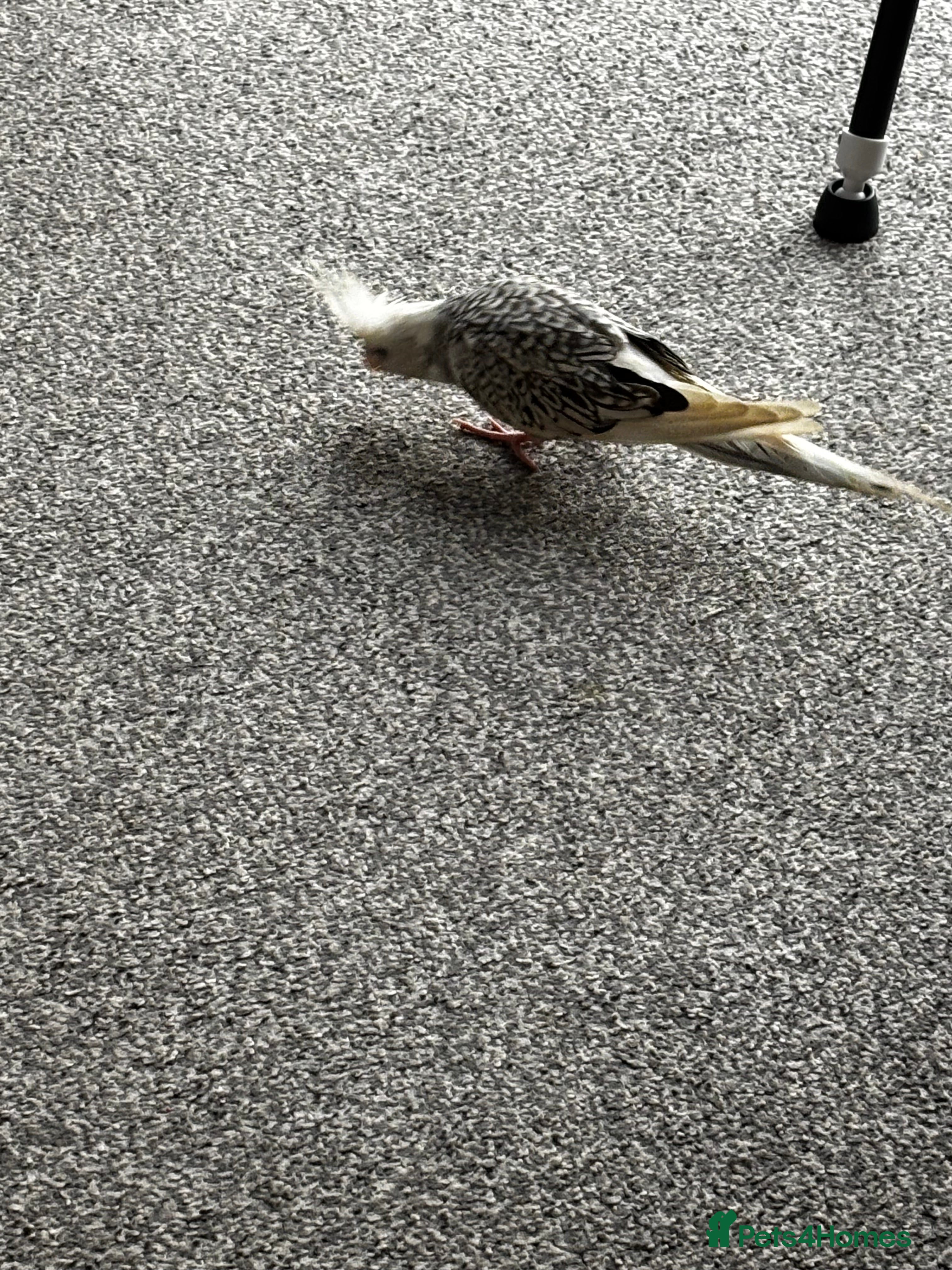 Cockatiels birds Male cockatiel  - Advert 3