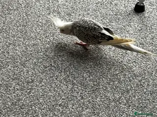 Cockatiels birds Male cockatiel - Advert 1