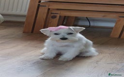 Miniature Schnauzer dogs for sale: Adorable white schnauzer puppy- - Image 1