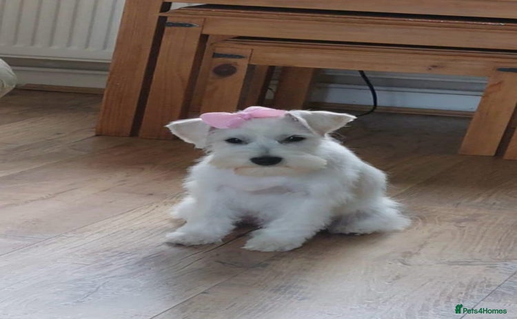 Miniature Schnauzer dogs - Advert 1
