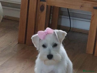Miniature Schnauzer dogs - Advert 2