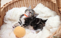 Mixed Breed cats for sale: Beautiful Kittens - Image 3