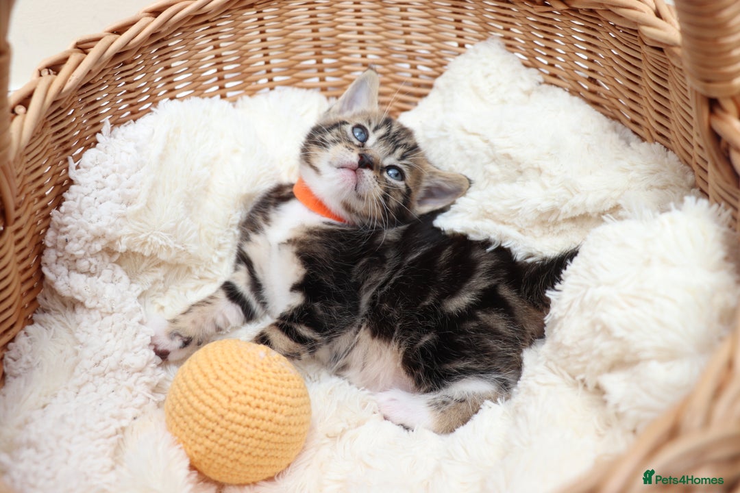 Mixed Breed cats for sale: Beautiful Kittens - Image 3