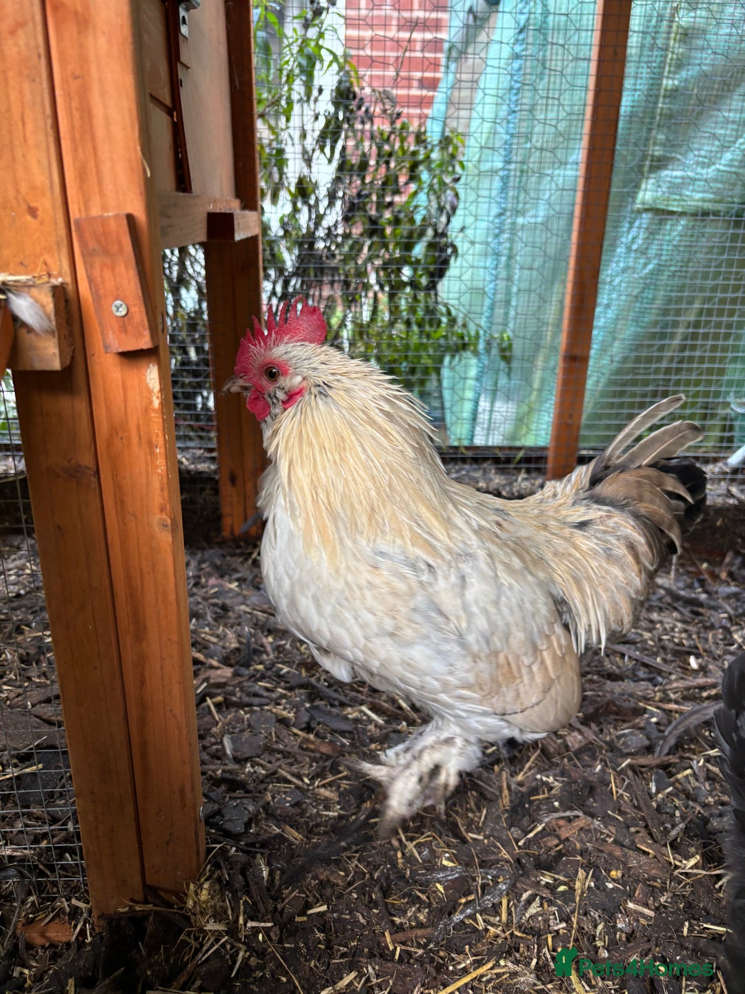 Chickens poultry for sale: Two bantam cockerels.   - Advert 2