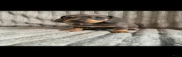 Miniature Dachshund dogs for sale: Dachshund pups - ready next week - Advert 4