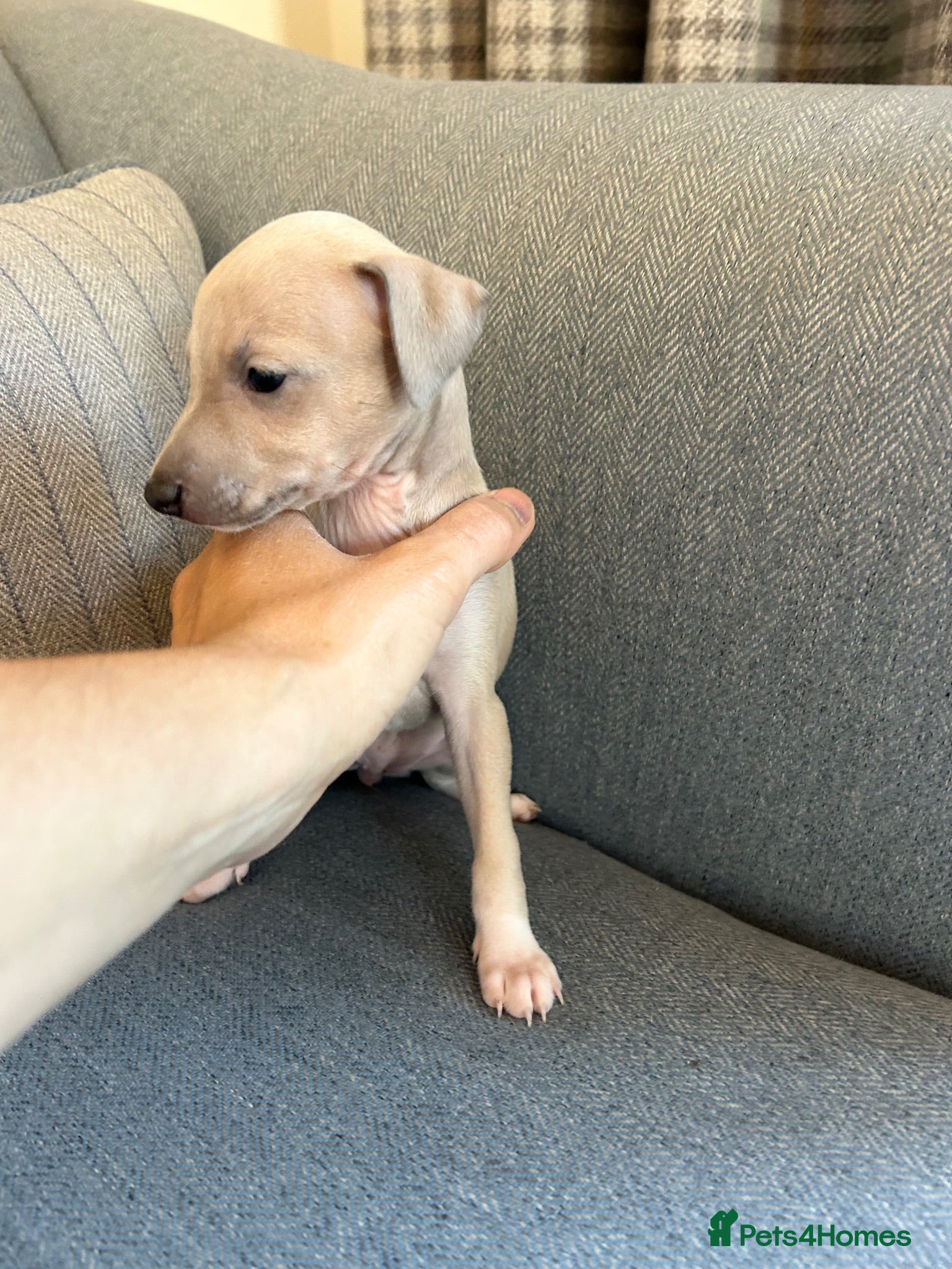 Italian Greyhound dogs Health tested KC reg Italian Greyhound Puppies  - Advert 7