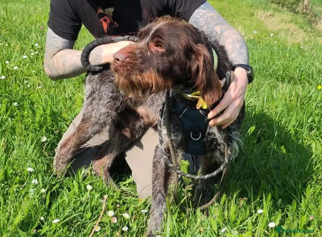 German Wirehaired Pointer dogs for adoption: Lalo  in Northampton - Advert 2