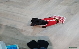 Miniature Dachshund dogs for sale: Two year old Miniature Smooth Haired Dachshund  - Image 7