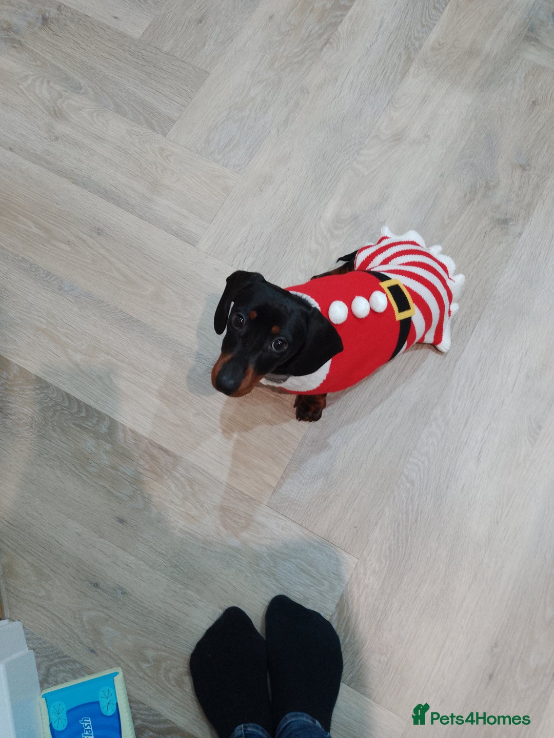 Miniature Dachshund dogs for sale: Two year old Miniature Smooth Haired Dachshund  - Image 7