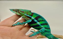 Chameleon reptiles for sale: Ambanja panther chameleon PURPLE  - Image 7