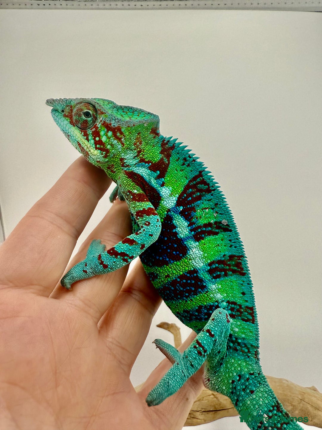 Chameleon reptiles for sale: Ambanja panther chameleon PURPLE  - Image 7