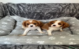 Cavalier King Charles Spaniel dogs for sale: Health tested stunning puppies - Advert 11