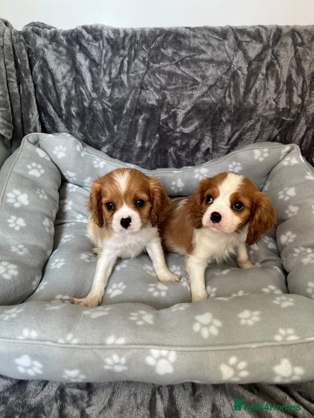 Cavalier King Charles Spaniel dogs for sale: Health tested stunning puppies - Advert 11