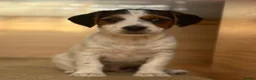 Jack Russell dogs for sale: Traditional short-legged Jack Russell puppies. - Advert 5