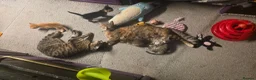 Mixed Breed cats for sale: 3 boys 2 girls kittens  - Advert 12