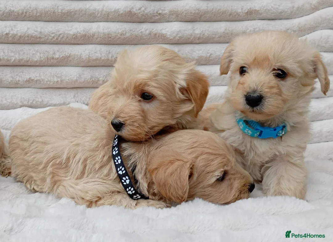 West Highland Terrier dogs for sale: Westiepoo puppies  - Advert 3