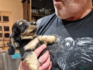 Miniature Dachshund dogs Ready Now! Last Girl Long Coat Waiting For You - Advert 2